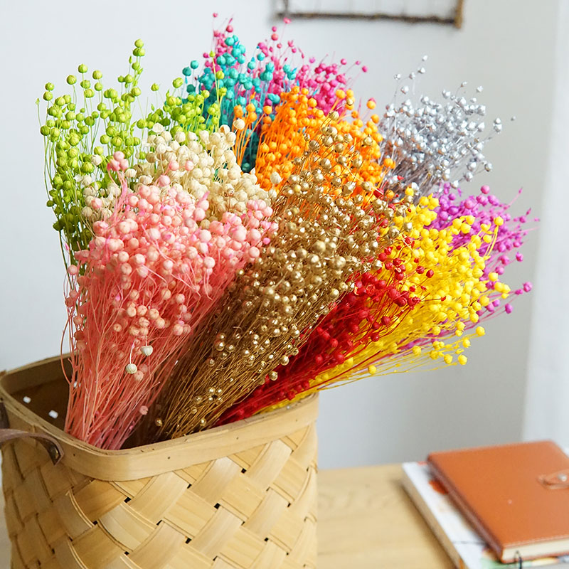 Dried Flower Bunch - Ormosia Hosiei – vraies fleurs naturelles,