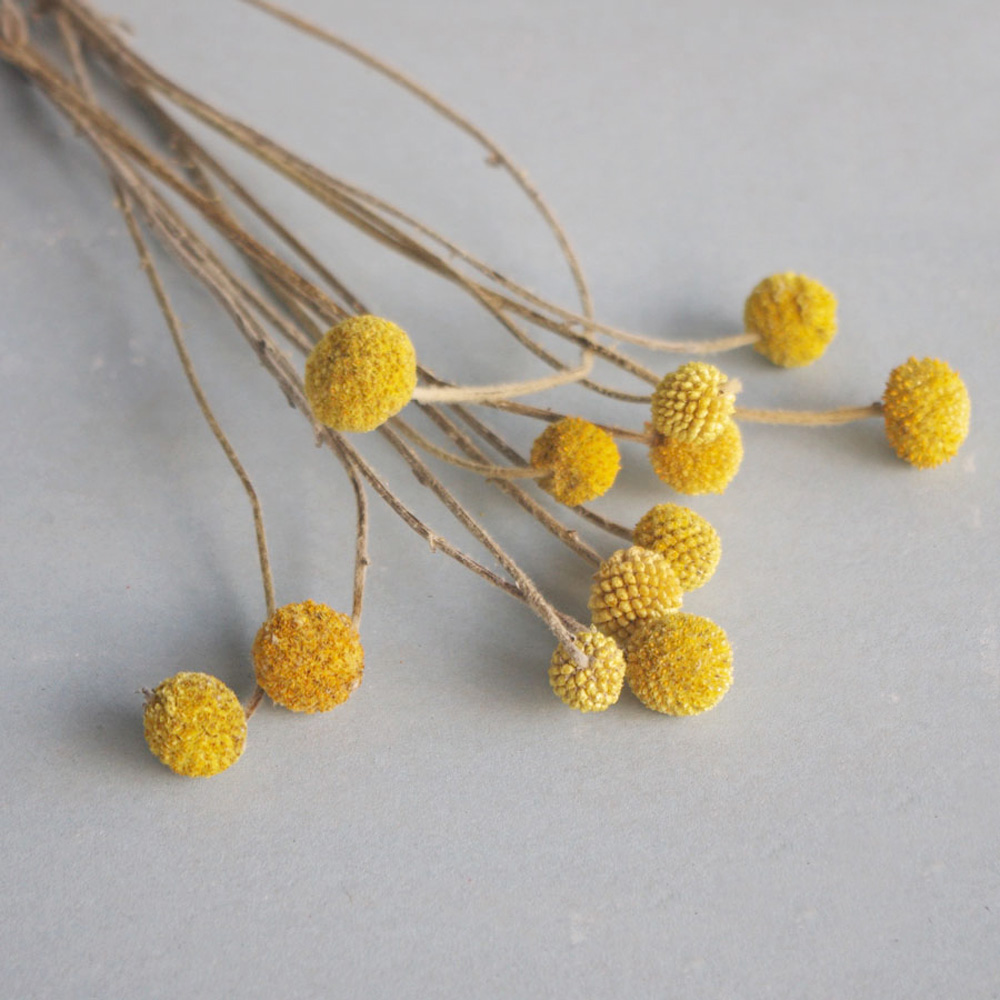 Dried Flower Bunch - Bouquets de fleurs Craspedia séchées naturelles,