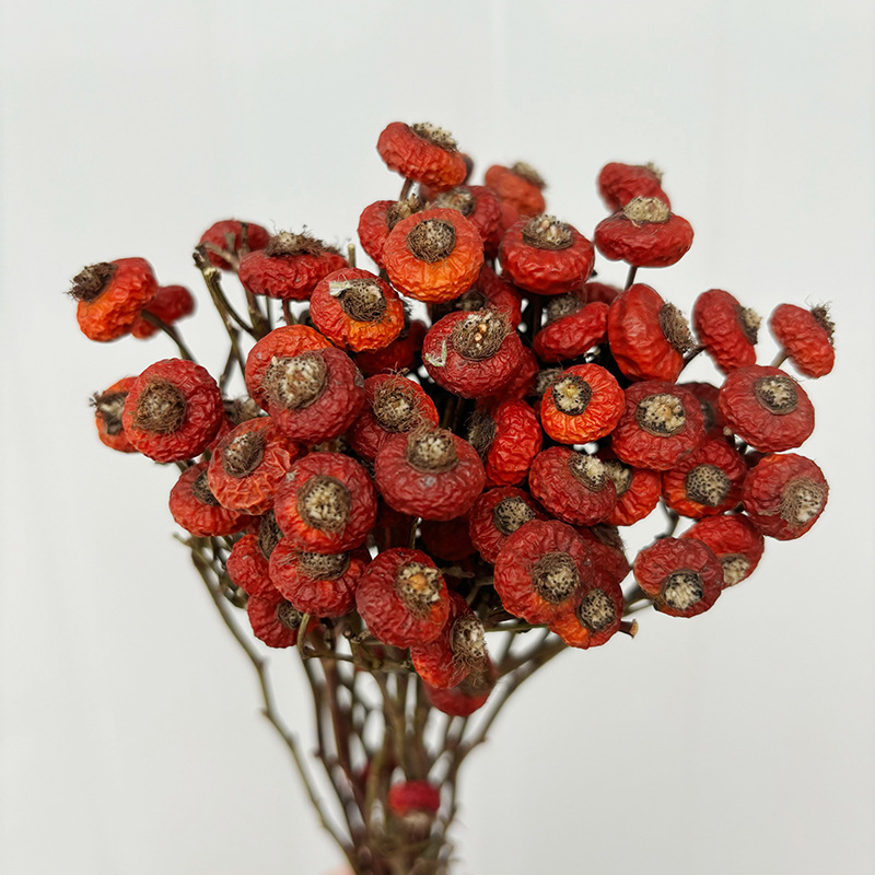 10 pièces/lot de baies de cyno - Dried Flower Bunch avis et prix