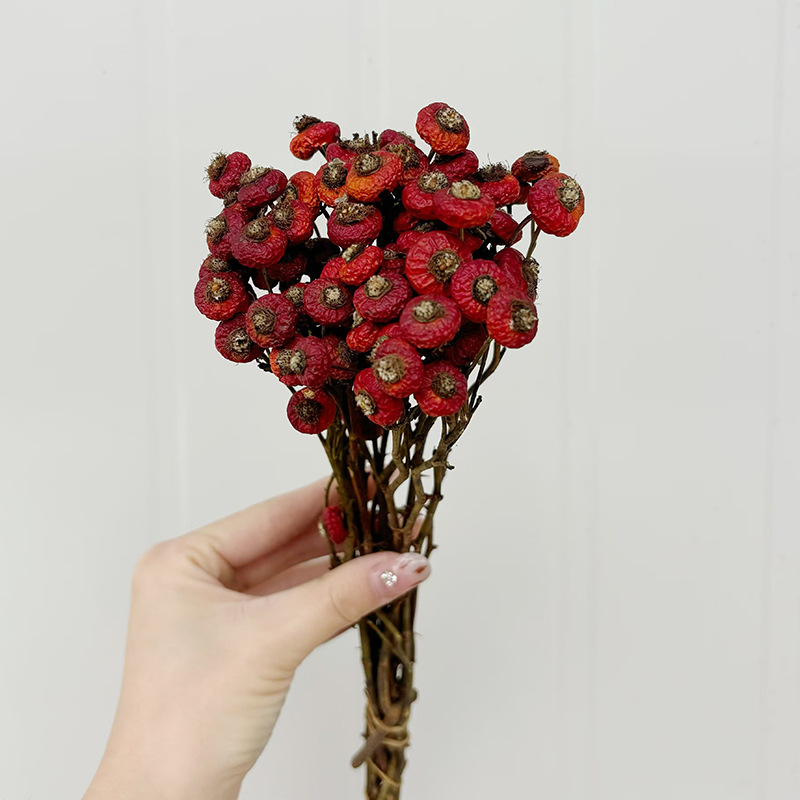 10 pièces/lot de baies de cyno - Dried Flower Bunch avis et prix