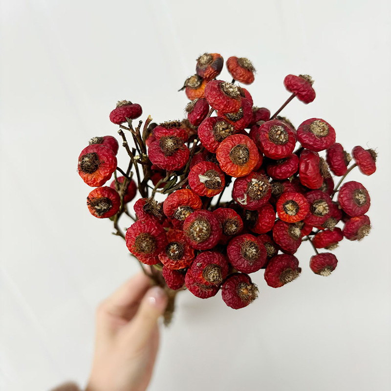 10 pièces/lot de baies de cyno - Dried Flower Bunch avis et prix