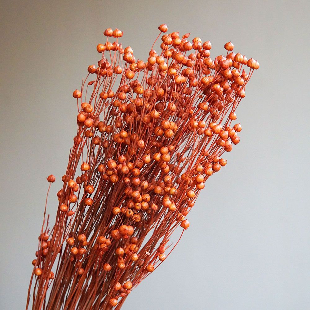 Ormosia Hosiei – vraies fleurs - Dried Flower Bunch avis et prix