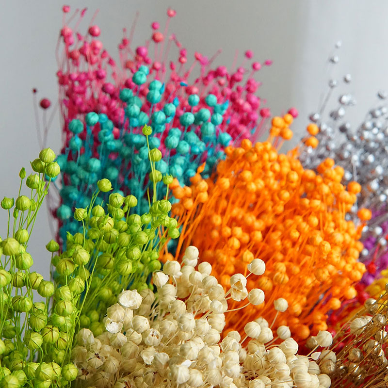 Ormosia Hosiei – vraies fleurs - Dried Flower Bunch avis et prix