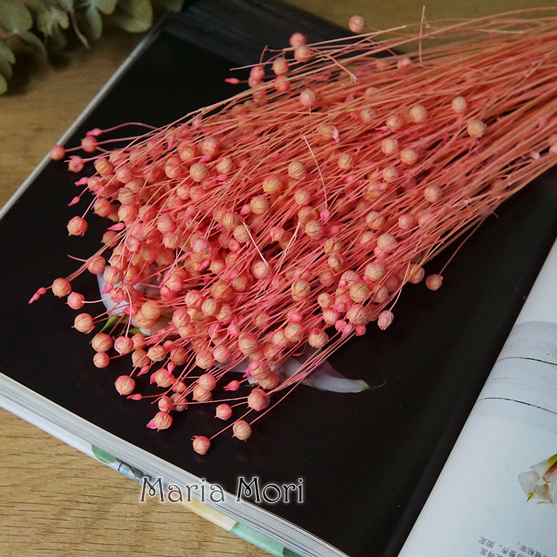 Ormosia Hosiei – vraies fleurs - Dried Flower Bunch avis et prix