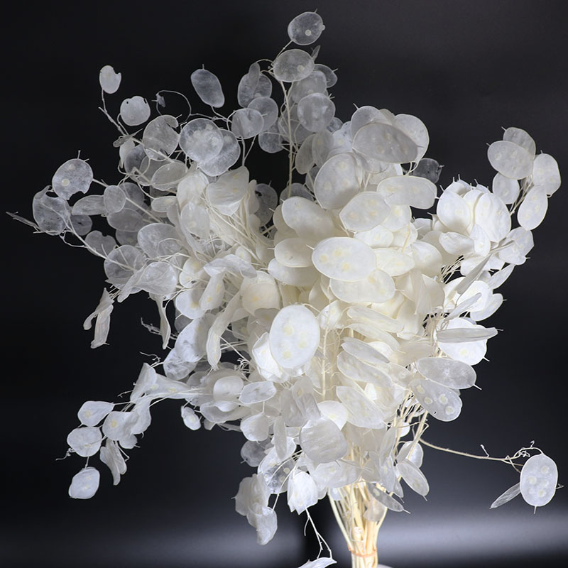 Fleurs de lunaria conservées p - Eucalyptus Preserved avis et prix