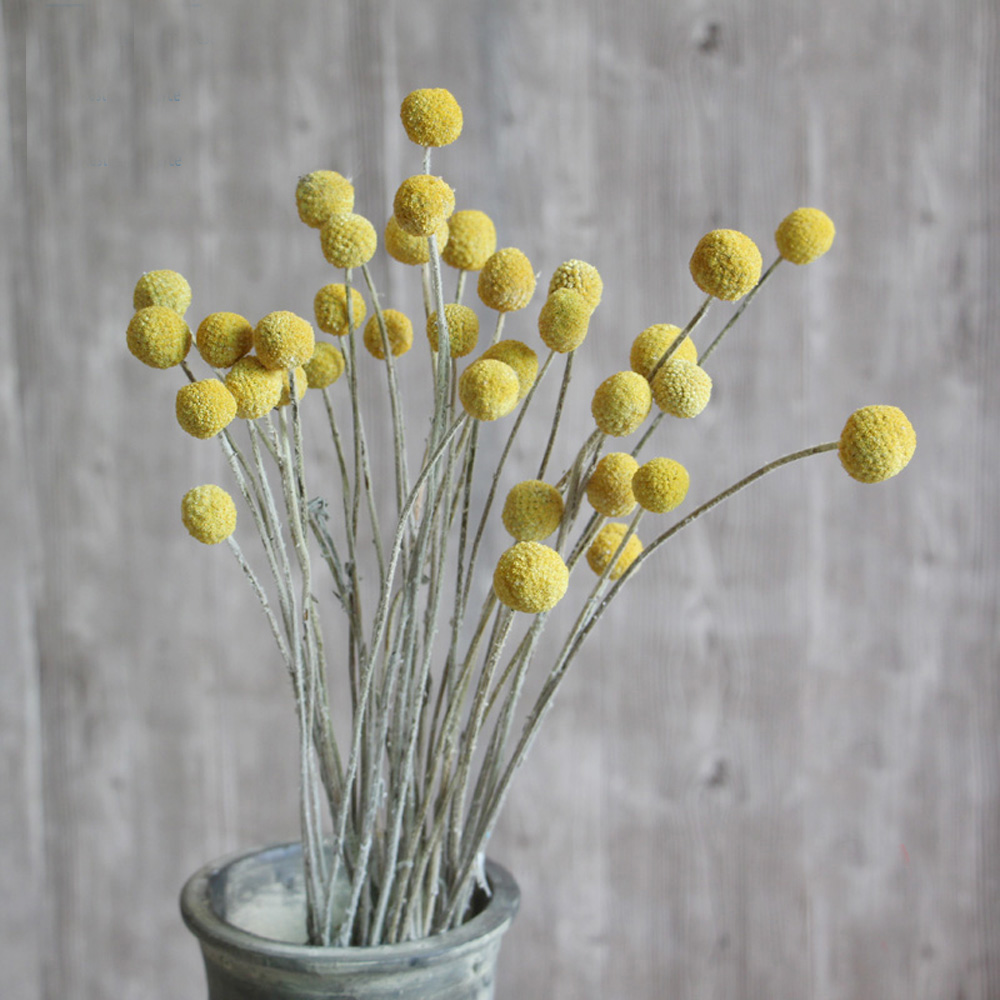 Bouquets de fleurs Craspedia s - Dried Flower Bunch avis et prix