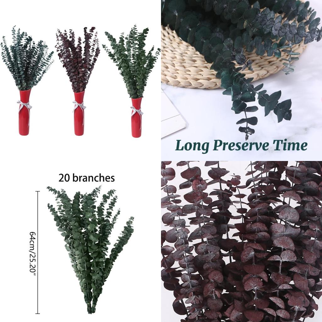 Bouquet feuilles plantes conse - Eucalyptus Preserved avis et prix