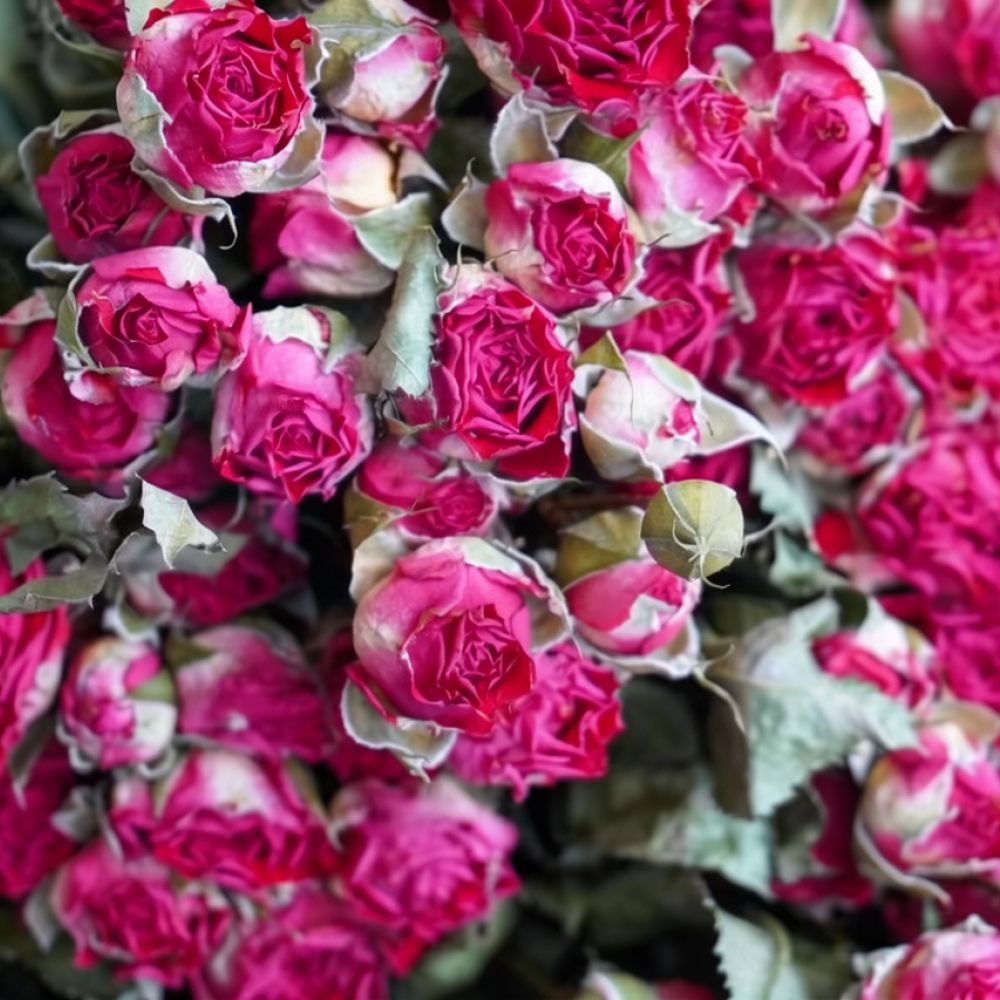 Fleurs de rose séchées naturel - Dried Flower Bunch avis et prix