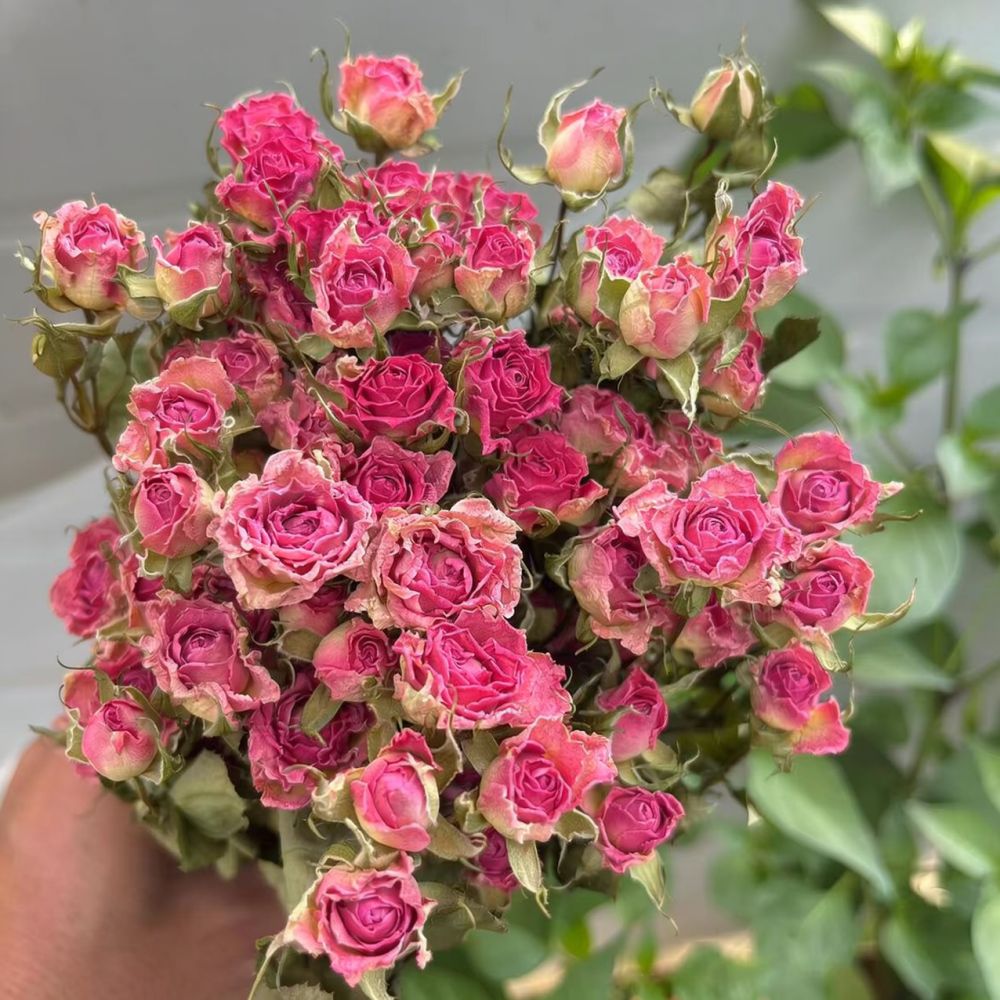 Fleurs de rose séchées naturel - Dried Flower Bunch avis et prix