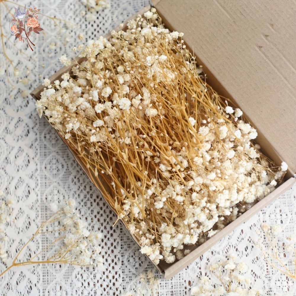 100 mini-fleurs séchées de gyp - Dried Flower Bunch avis et prix